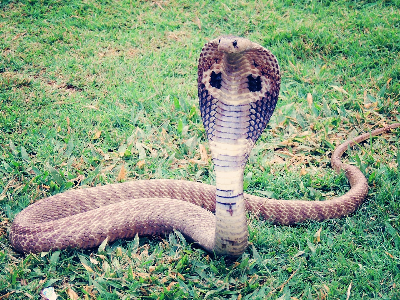 Dlaczego kobra indyjska nazywana jest okularnikiem?